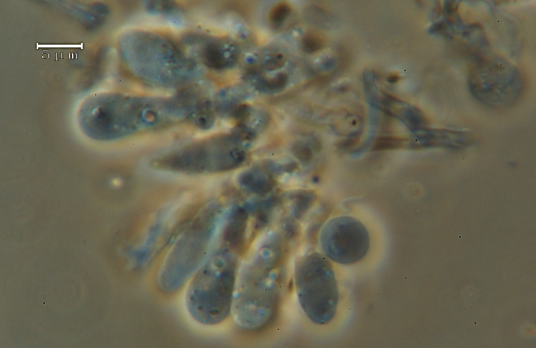 Aiuto su 2 specie - Ritr. 2 (Tyromyces chioneus)